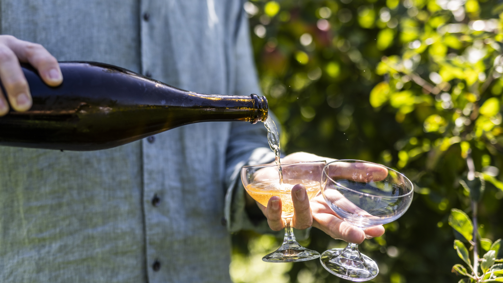 A man pours apple cider into glasses at Brandbygegaard