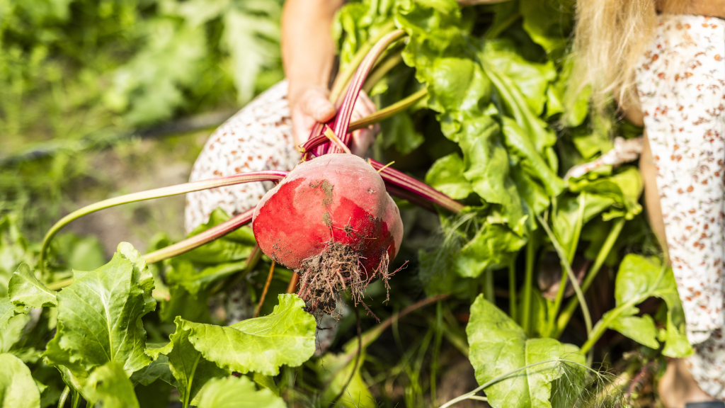A beetroot is being pulled from the soil at Brandbygegaard