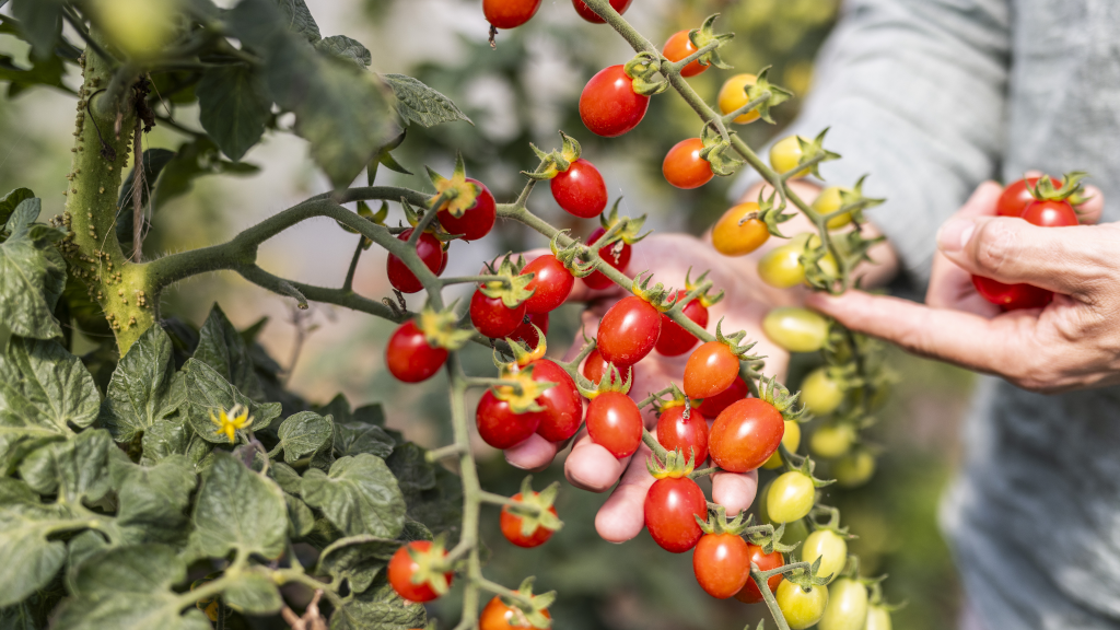 Cherry tomatoes at Brandbygegaard