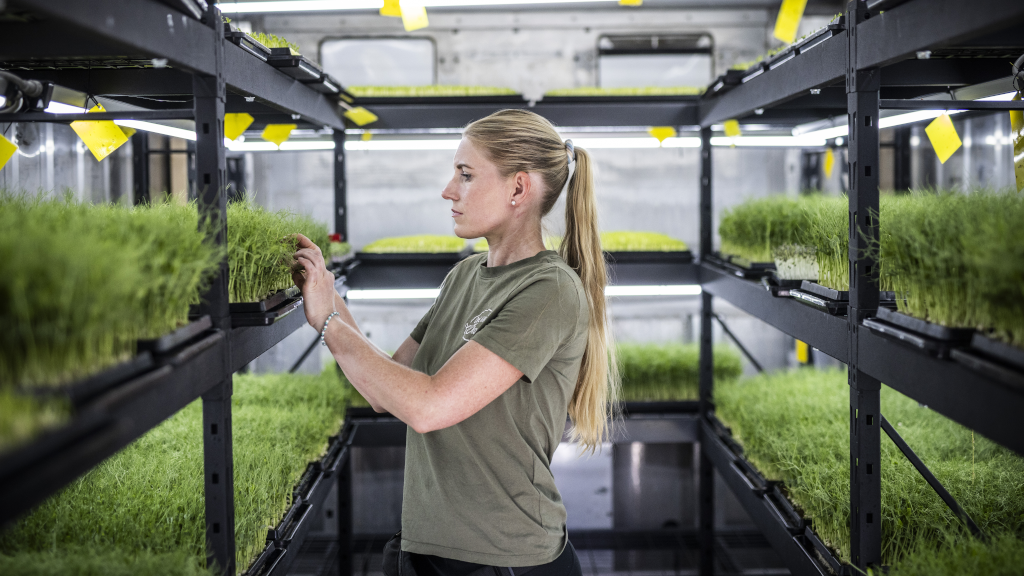 Kvinde plukker mikrogrønt hos Det Lille Økori