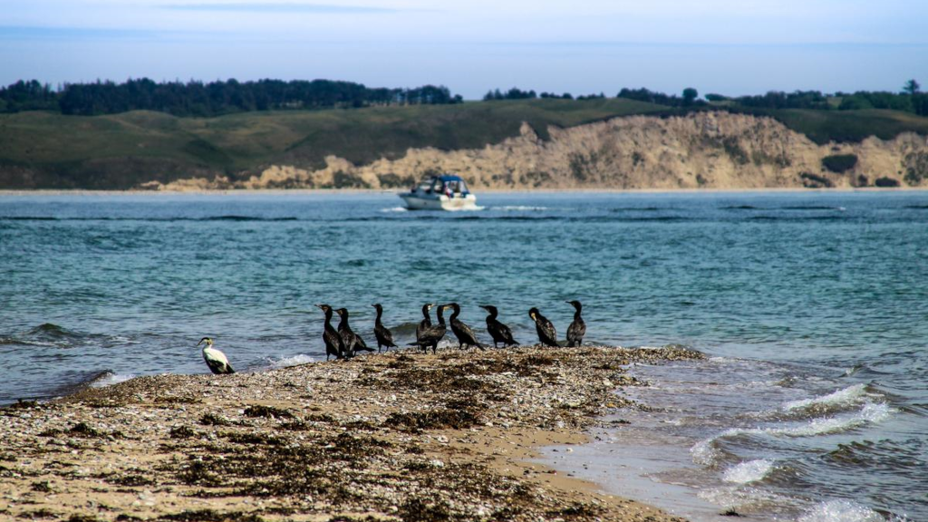 Cormorants perch at the tip of a reef on Tunø, overlooking a boat and Samsø