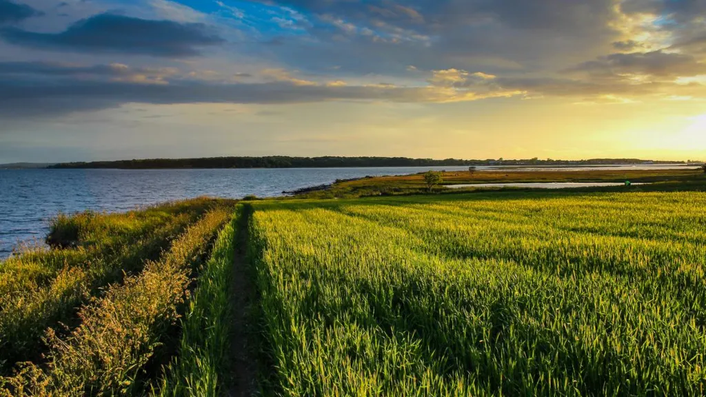 Sunset by a footpath in a field on Hjarnø