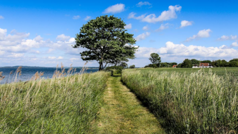 En græssti langs kysten på Hjarnø