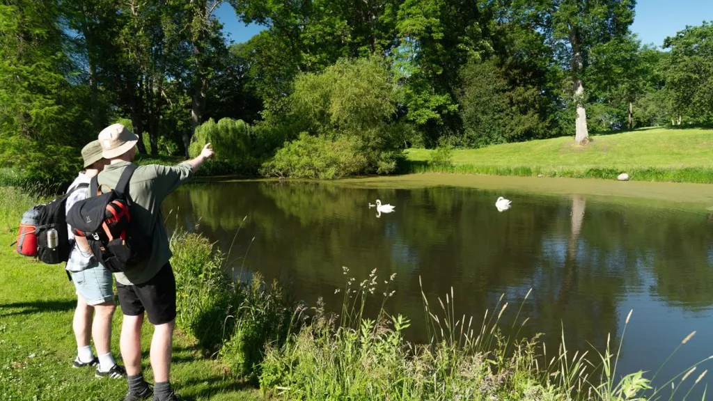 Two men are standing by a lake in Palsgaard Castle Park and looking at swans
