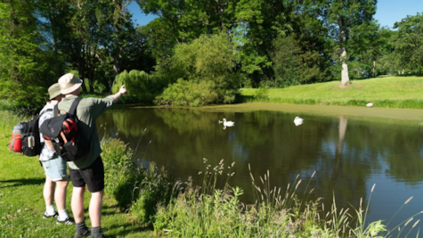 To mænd står ved en sø i Palsgaard Slotspark og kigger på svaner