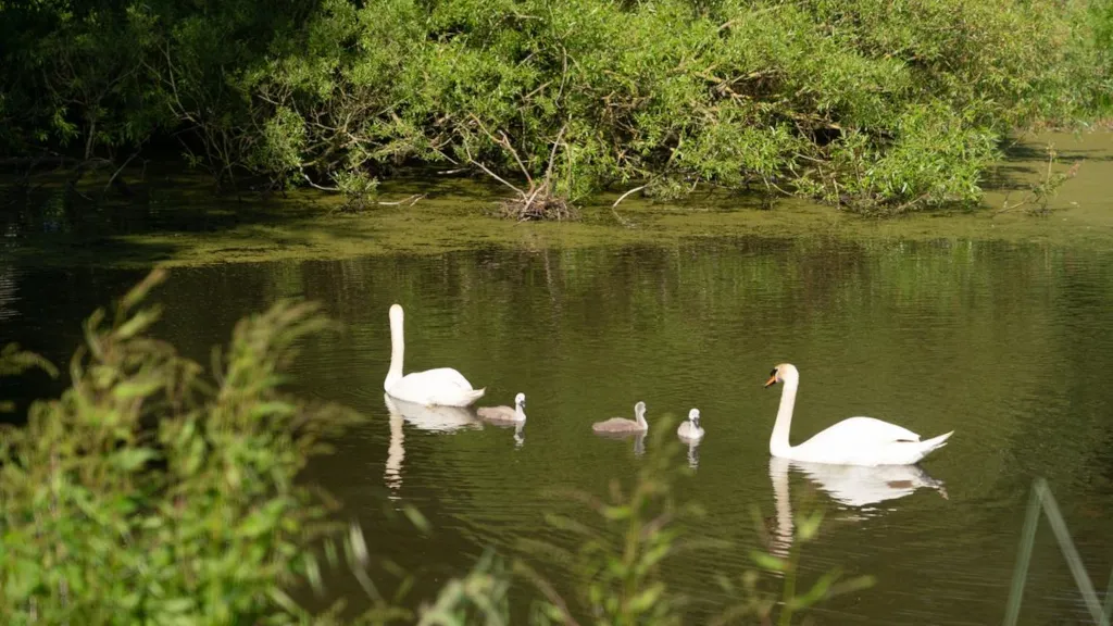 A family of swans with cygnets is swimming on a lake in Palsgaard Castle Park