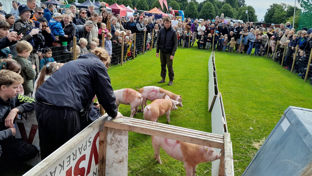 Many spectators are watching the pig race at the Horsens Agricultural Fair