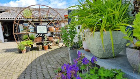 Krukker med blomster i gården hos Tinnetgaard