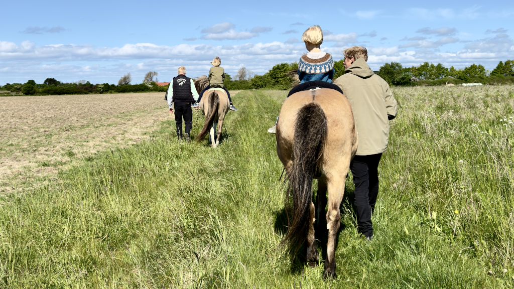 Children riding Icelandic horses on a lead-rein trek along a grassy path on Endelave