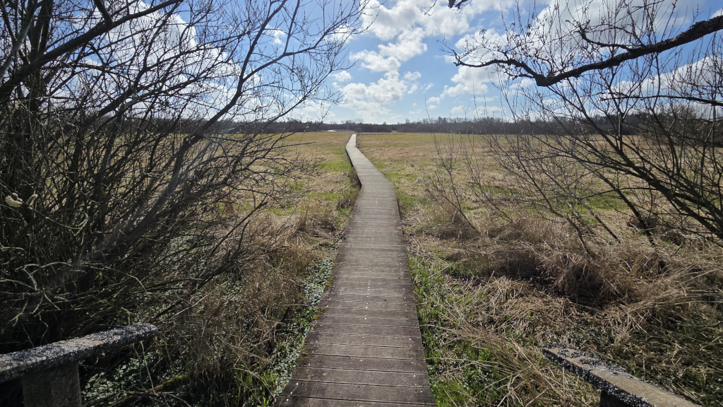 En træbro gennem Uldum Kær set fra toppen af en trappe