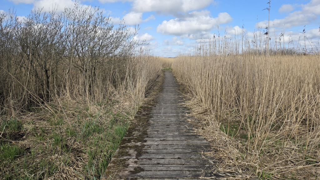 En træbro gennem siv på Gudenåstien i Uldum Kær
