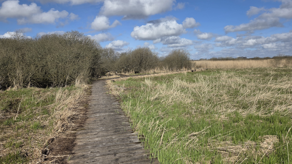 En træbro snor sig rundt om træer i Uldum Kær