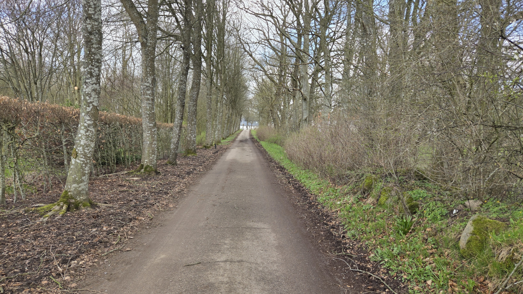 En herregårdsallé gennem Rask Skov