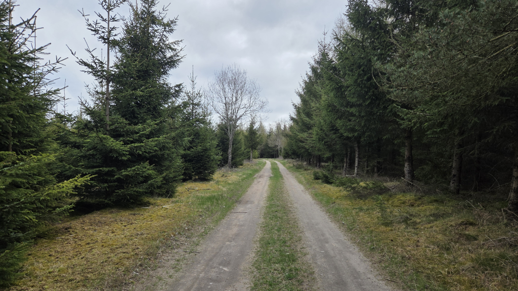 Skovsti på Gudenåstien ved Bredvad Mølle