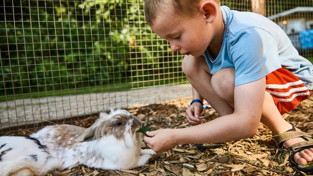 Boy petting a rabbit at Horsens City Camping