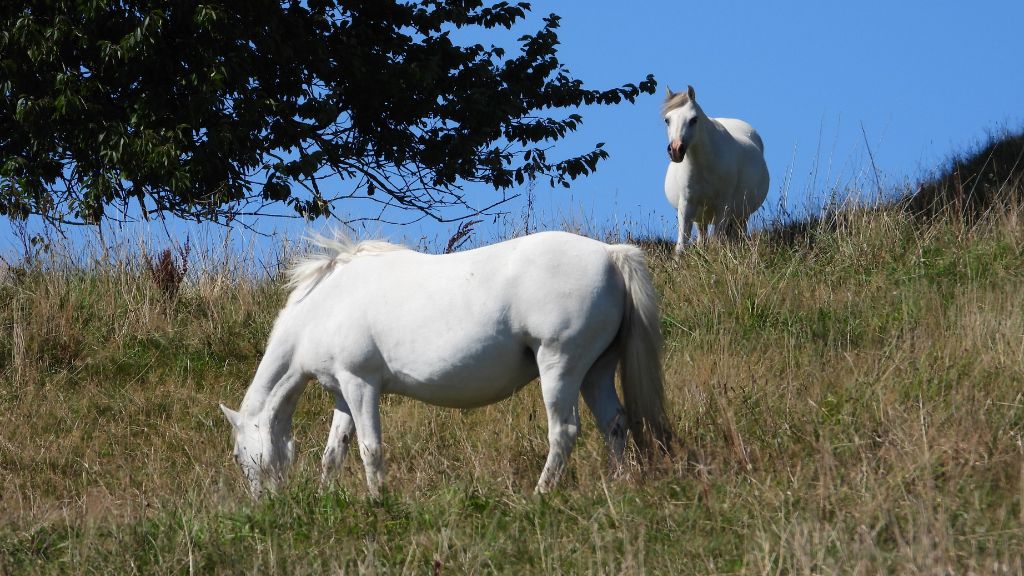 Horses near Daugård.