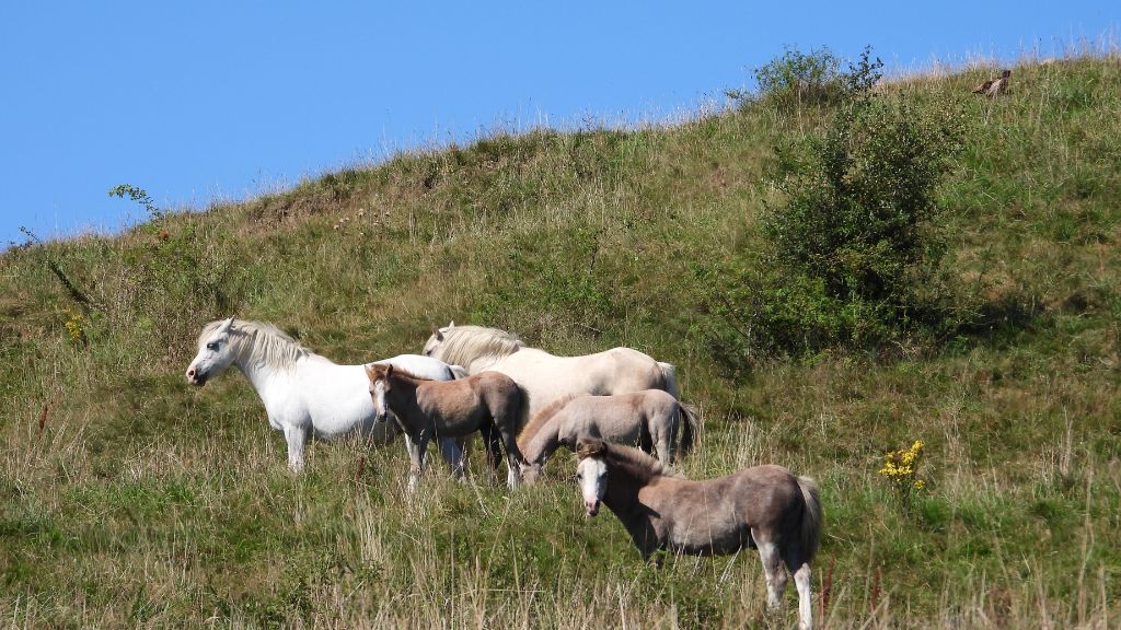 Herd of horses near Daugård.