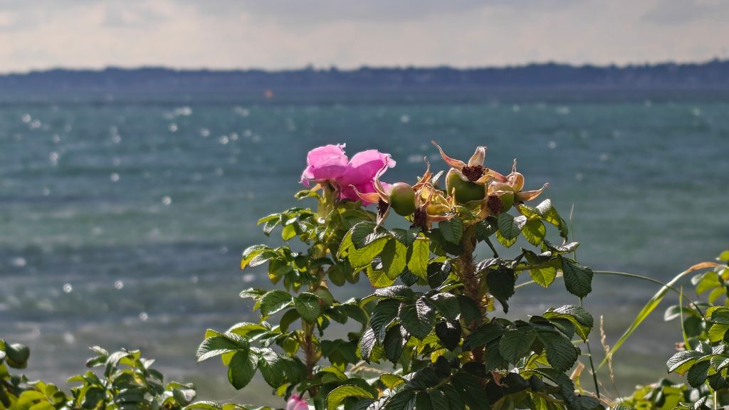 Rosehip flower at Rosenvold Beach in the sunshine, with the sea in the background.