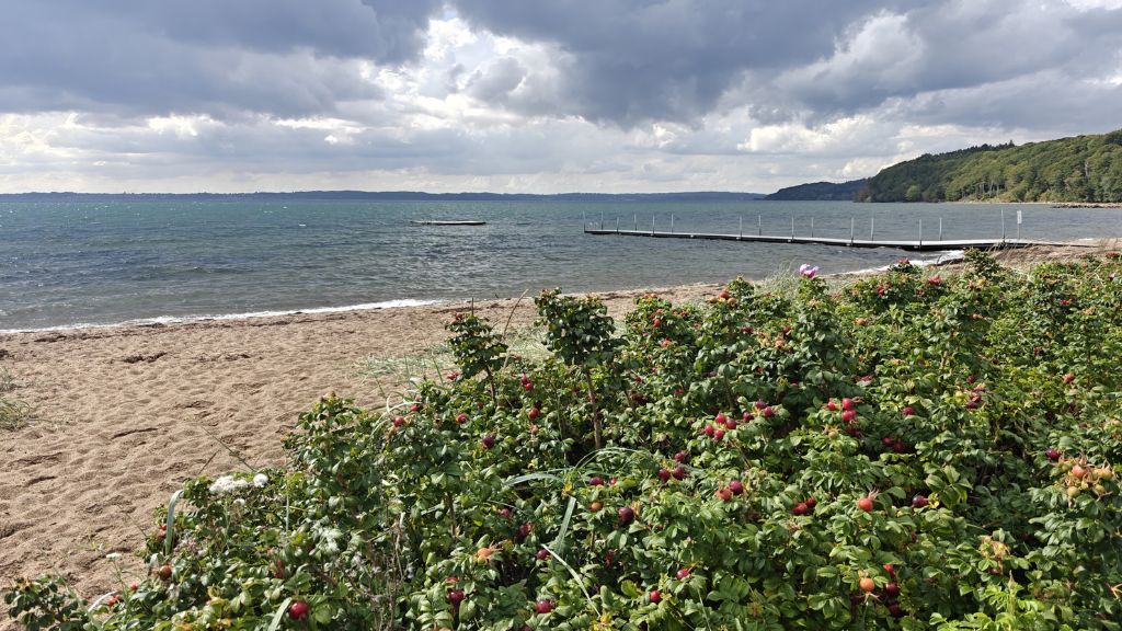Rosenvold Beach – view towards the bathing jetty, with rosehips in the foreground.