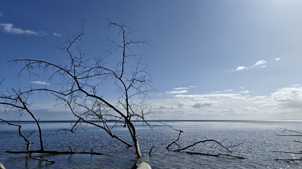 A fallen tree extending into the water at Stenhøj Beach by Staksrode Forest.