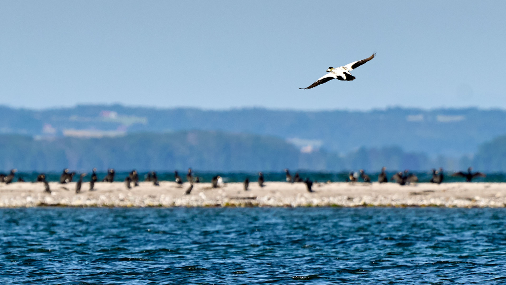 En edderfugle flyver forbi en sandbanke med en masse skarve