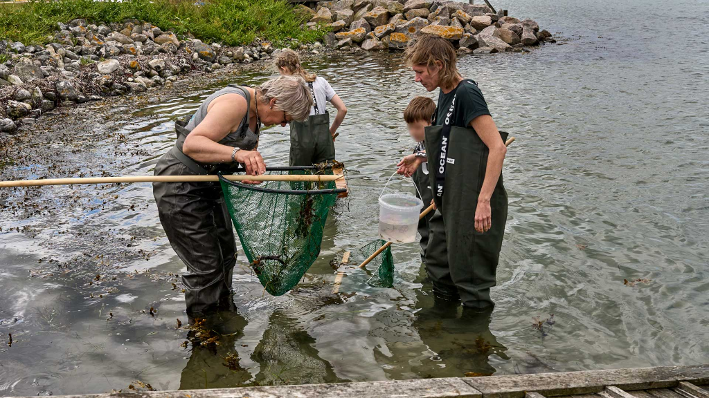 Familie står i vandkanten i waders og leder efter smådyr under havoverfladen