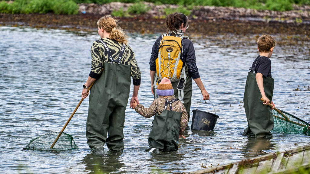 Familie i waders leder efter rejer ved vandkanten, og mor holder lille datter i håneden