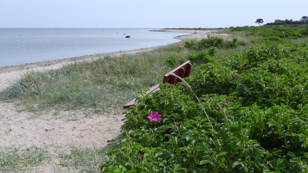 En bænk ved hybenbuske på Kysing Strand