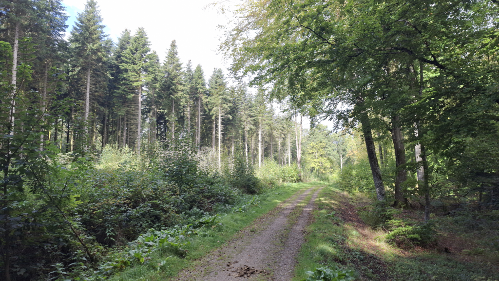 En skovsti i Kærskoven