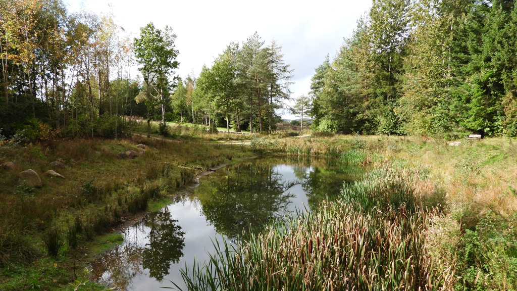 En sø i Natur østbirk
