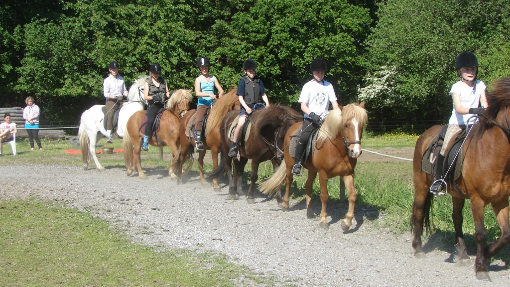 islandske heste og rytter på ridetur hos Fuglsang Rideture ved Brædstrup