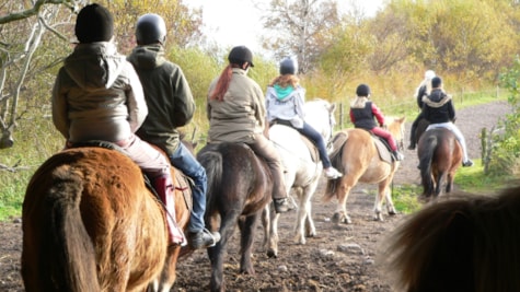 Udflugt på islandske heste hos Fuglsang Rideture