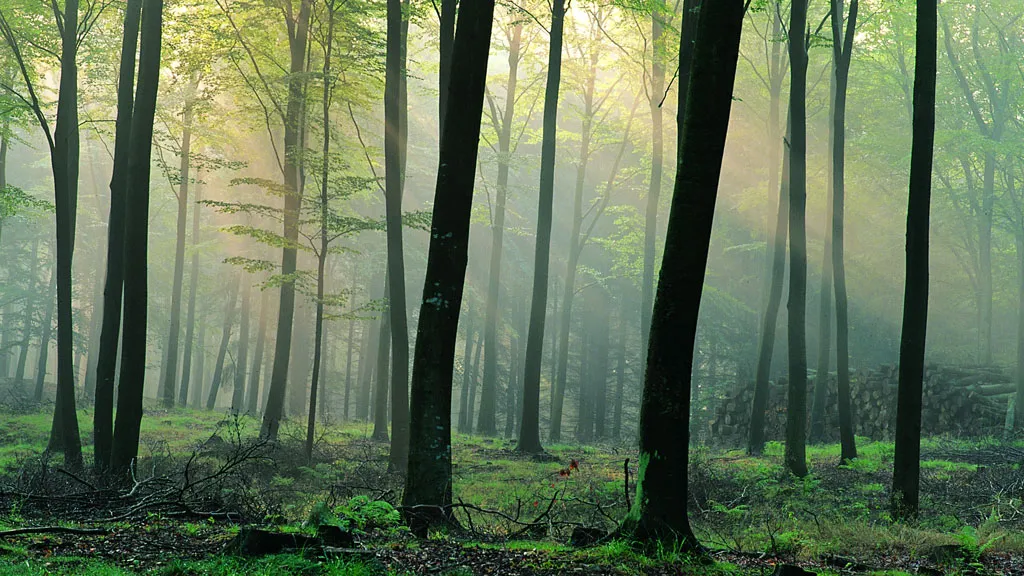 Misty light through the treetops in a dark forest