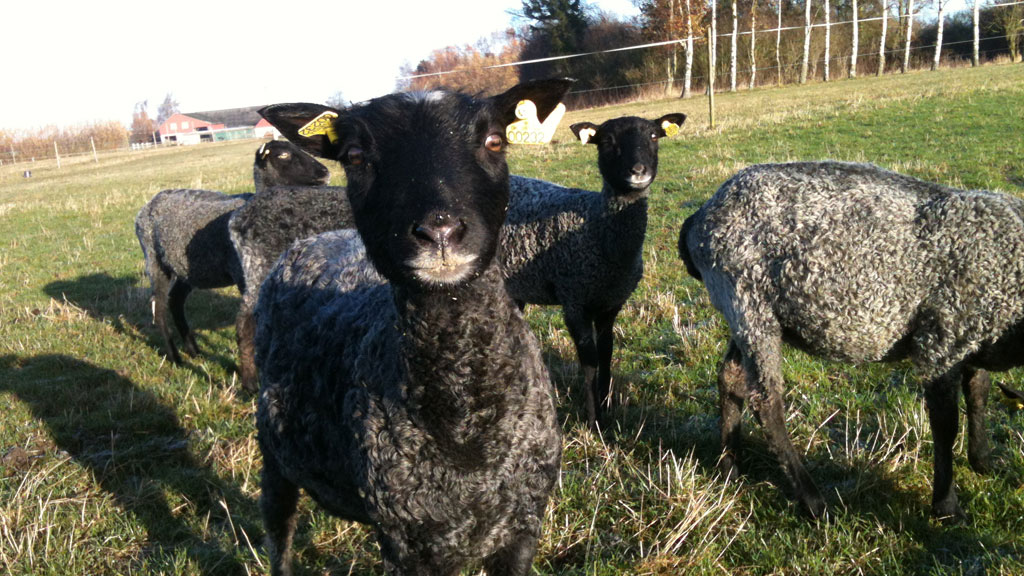 Tessebølle Sheep and Wool - Køge