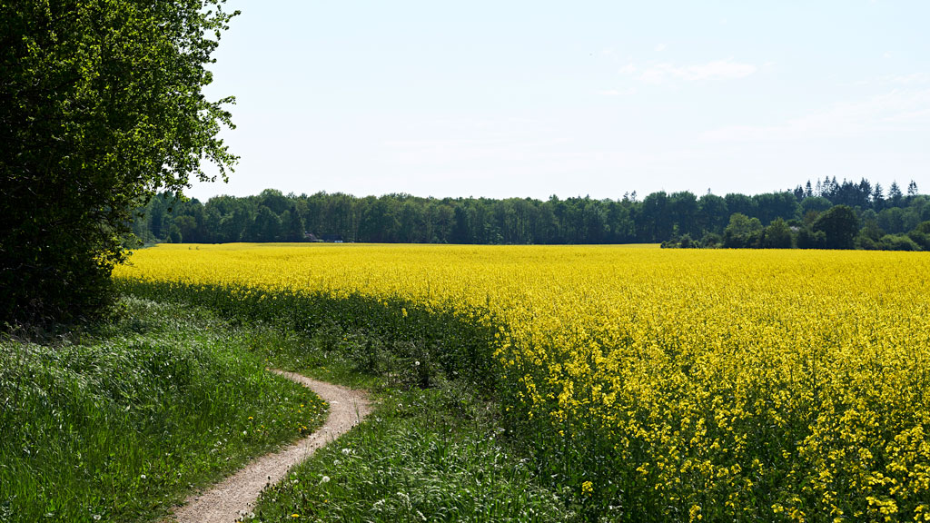 Køge River Path