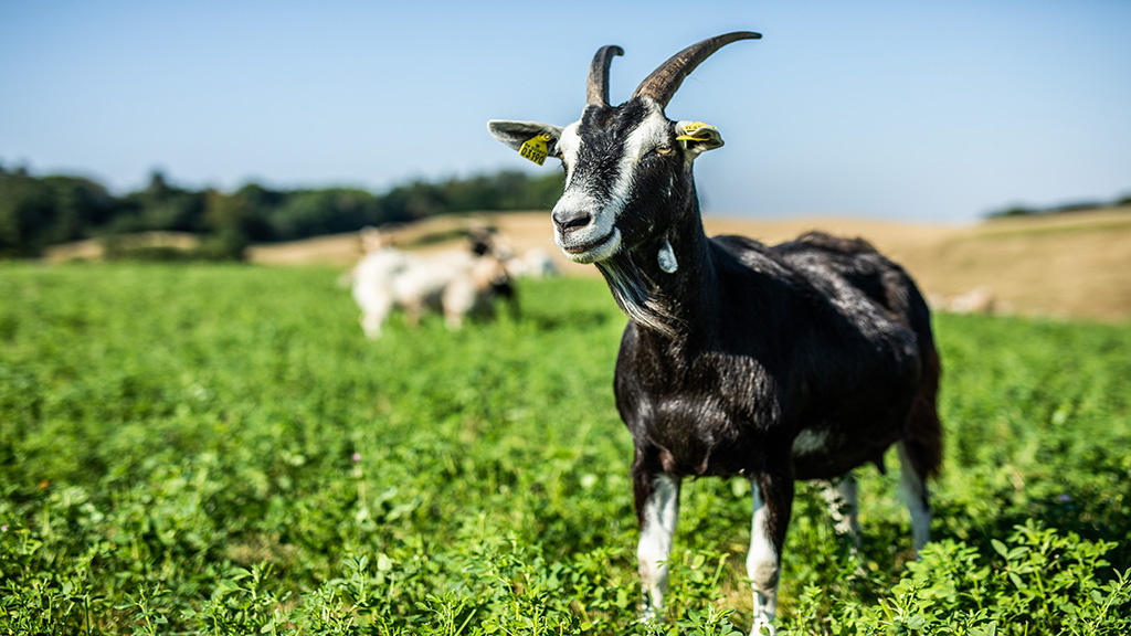 Farm Living Ged og Grønt