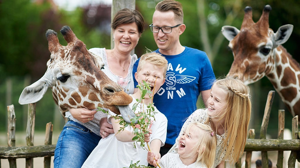 Feeding the giraffes in Odense Zoo