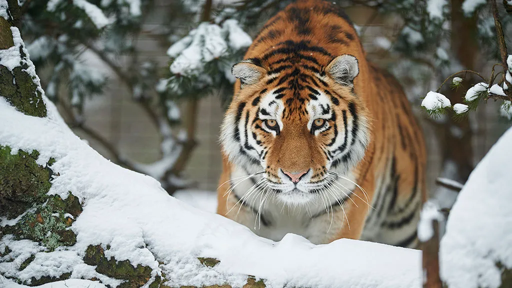 A tiger in the snow at Odense Zoo