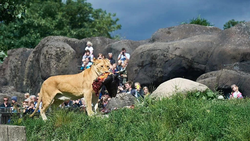 The lion's are fed at Odense Zoo