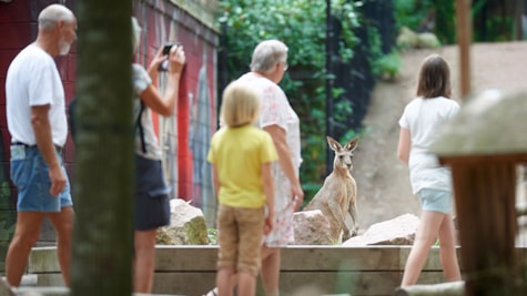 Kænguruer i Odense Zoo