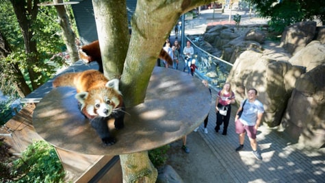 Rød panda i Odense Zoo