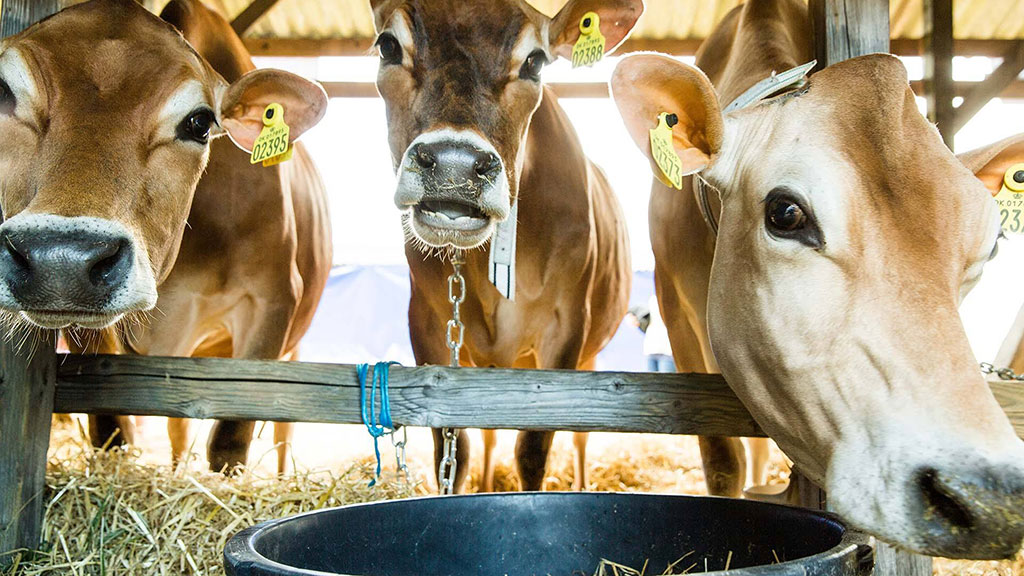 Jersey køer på Det Fynske Dyrskue