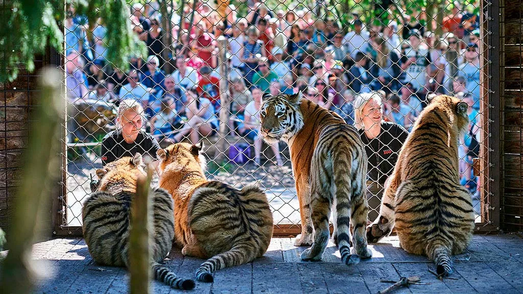 Tiger training