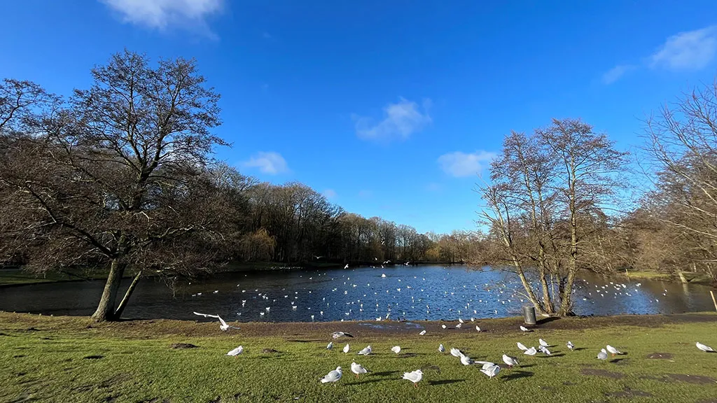 The forest lake in Fruens Bøge in January