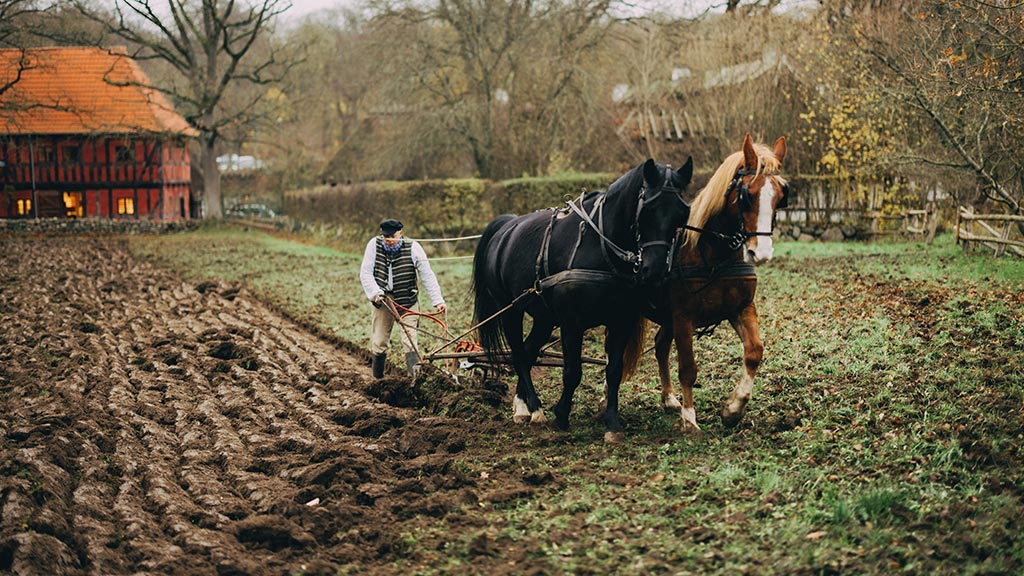 Efterårspløjning i Den Fynske Landsby