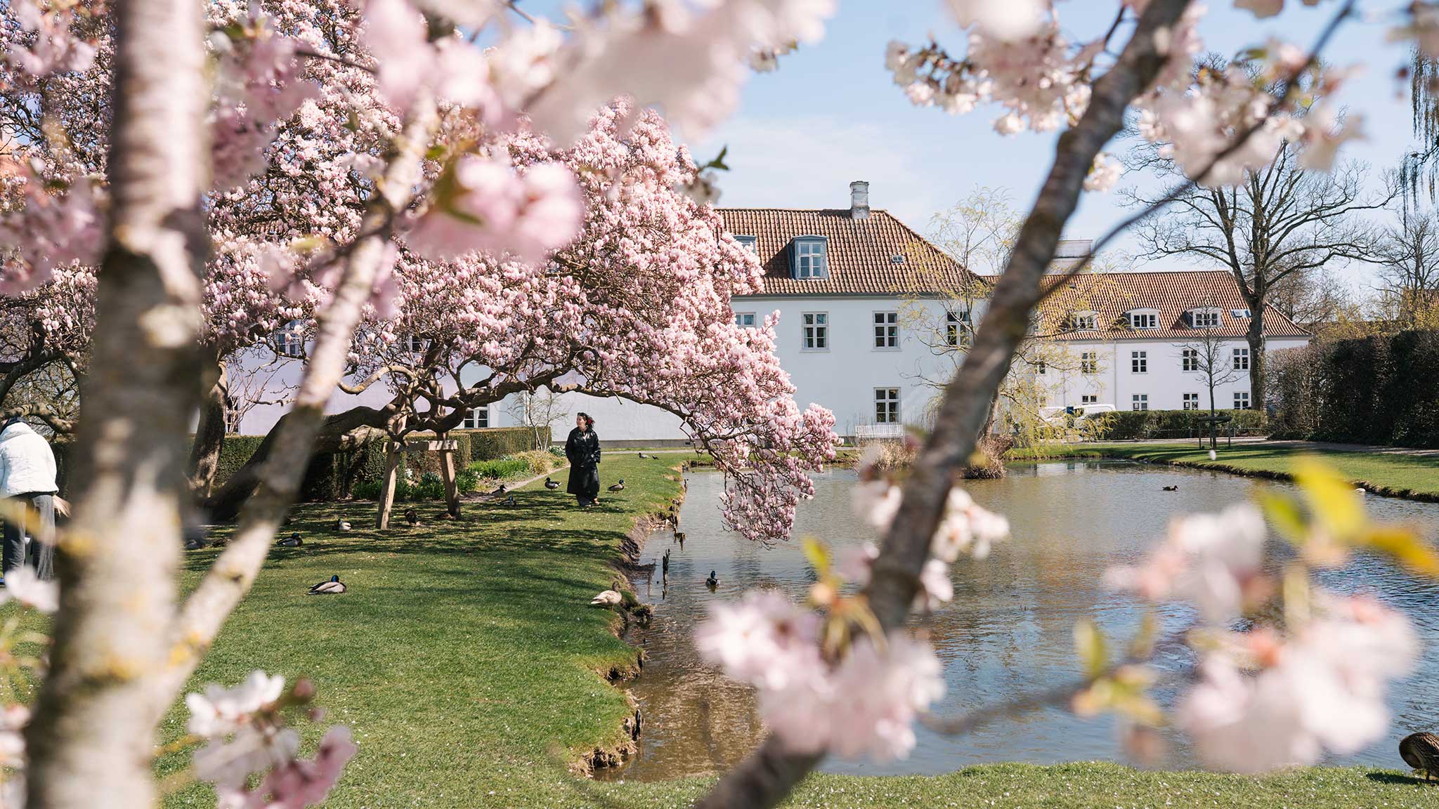 Blomstrende træer i Kongens Have