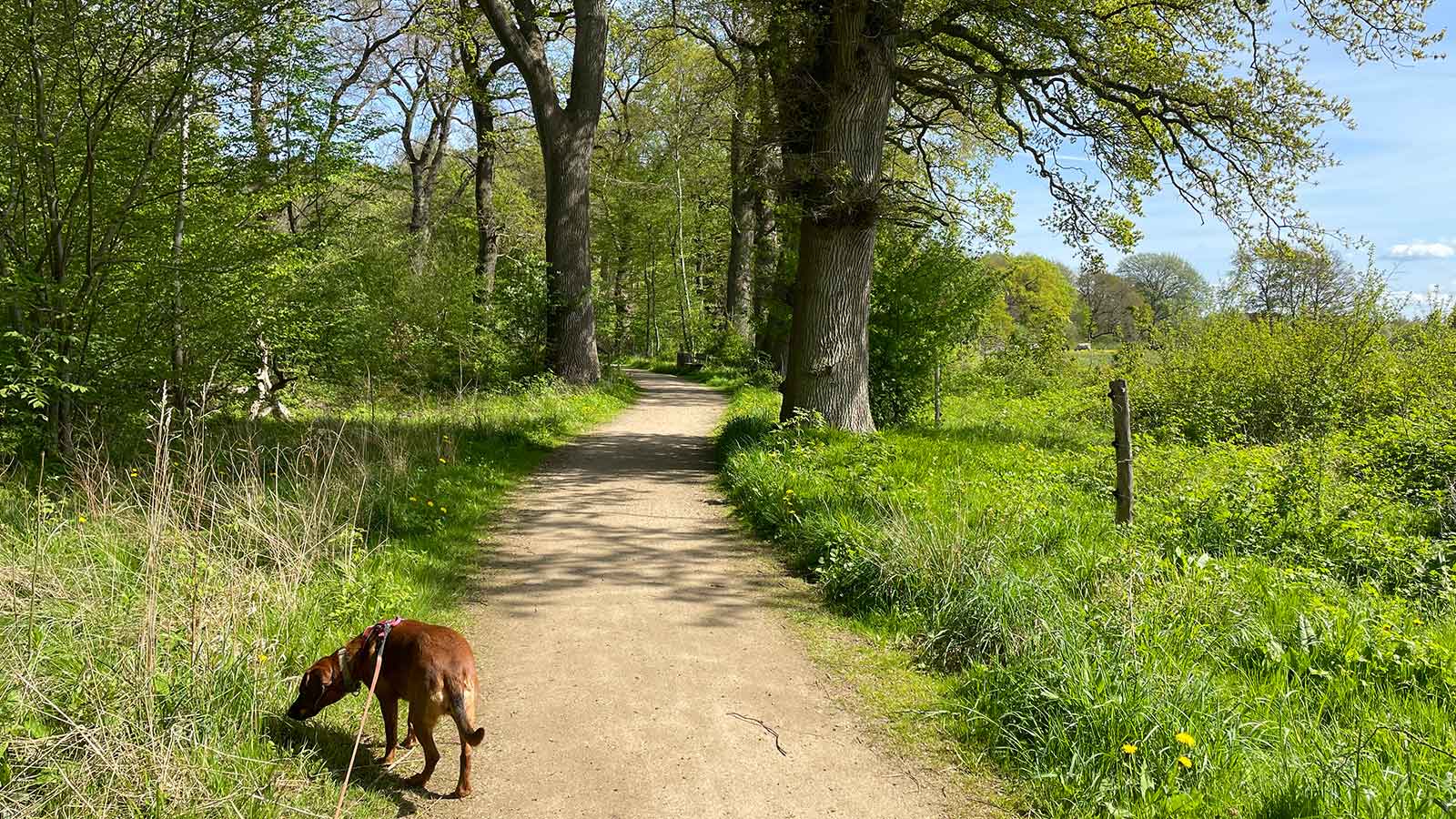 Walking the dog in Kohaveskoven