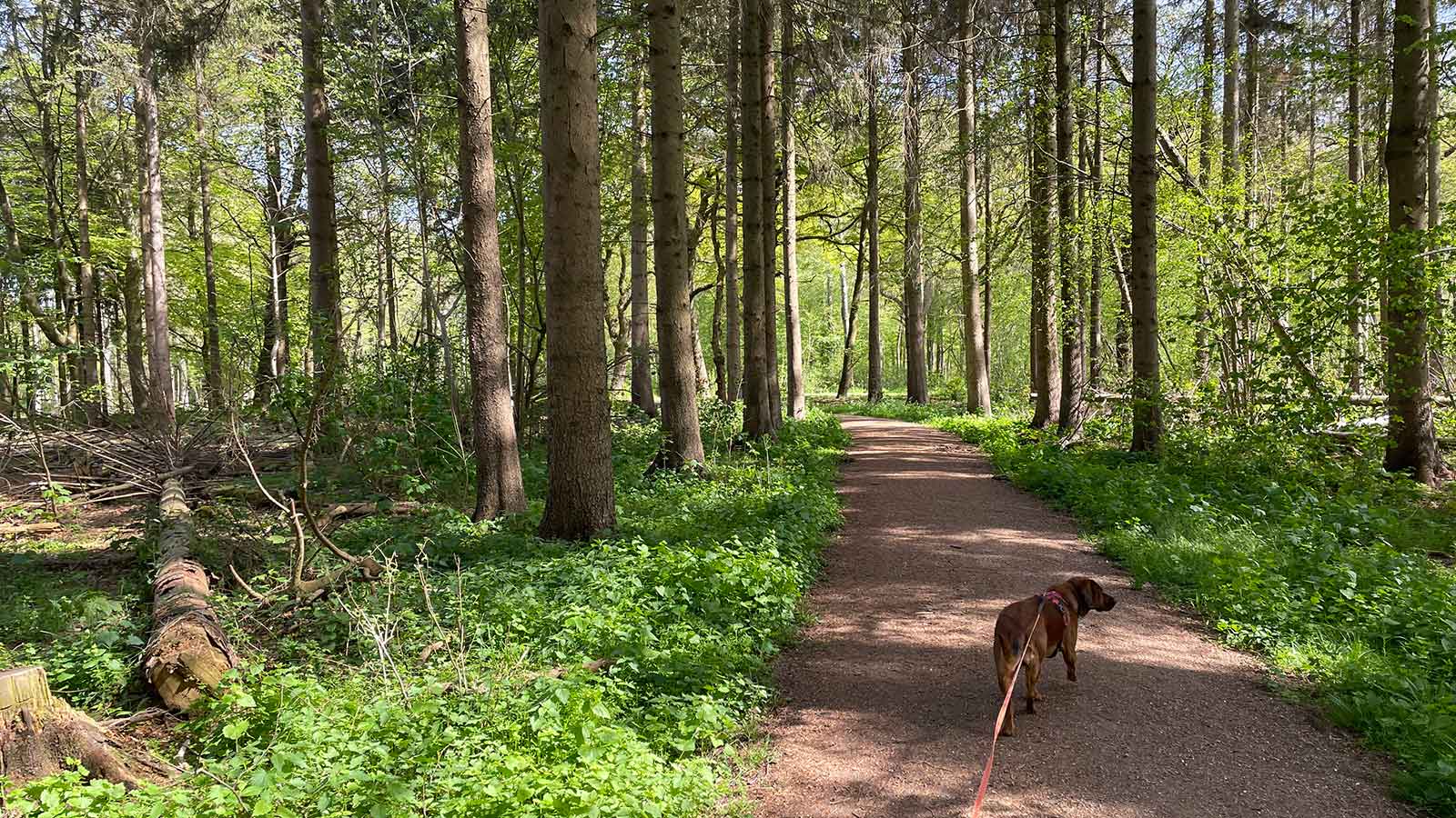 Walking the dog in Kohaveskoven