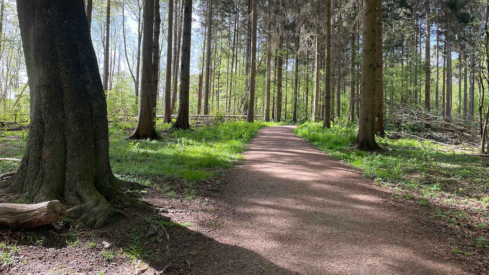 Walking the dog in Kohaveskoven