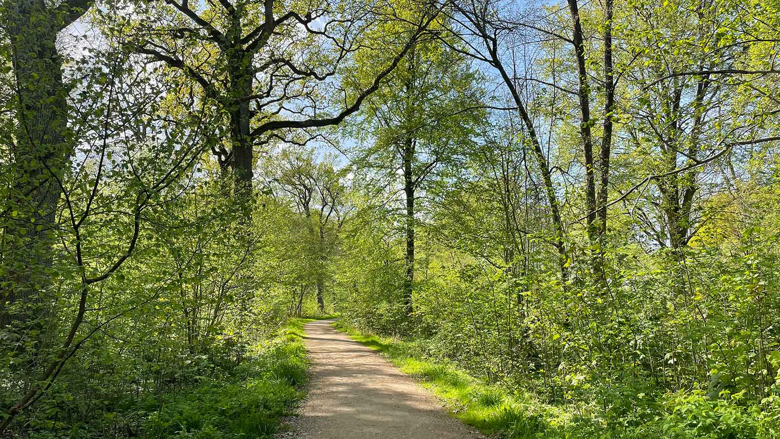 Walking the dog in Kohaveskoven